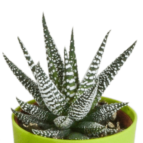 Sukkulente - Gasteria/Haworthia - Mix - 5,5cm - 5 Stück - im Topf 