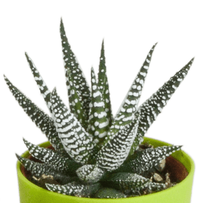 Sukkulente - Gasteria/Haworthia - Mix - 5,5cm - 5 Stück - im Topf 