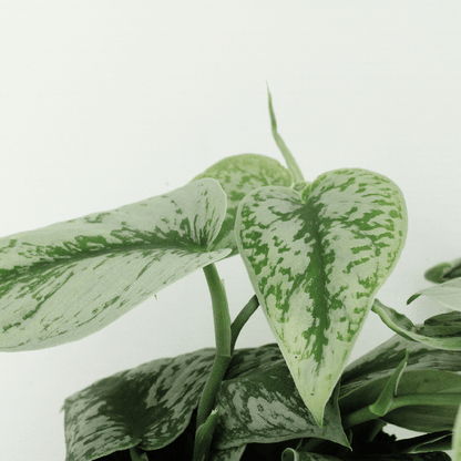 Efeutute - Scindapsus Pictus Trebie Epipremnum - Ø15cm - ↕25cm - 2 Stück 