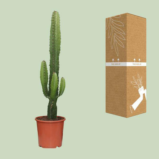 Kaktus-Wolfsmilch – Euphorbia Acrurensis – Zimmerpflanze – Ø17 cm – 70 cm hoch – Sukkulente mit kerzenähnlichen Stängeln – Pflegeleicht & dekorativ – Halbschatten geeignet 