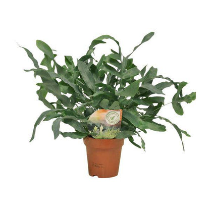 Tüpfelfarn – Phlebodium Blue Star – Ø12cm – 35cm hoch – Zimmerpflanze – Dekorativ & Robust 
