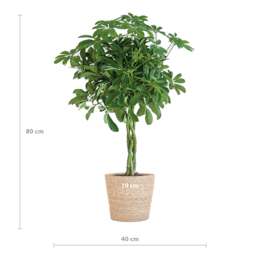 Schefflera Arboricola Nora – Birkenfeige – Zimmerpflanze + Blumentopf Sofia Natur – ↕70cm – Ø21cm – Handförmige Blätter – Pflegeleicht & dekorativ 