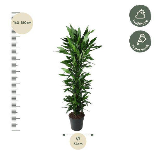 Drachenbaum – Dracaena Janet Lind 170cm – Ø34cm – Zimmerpflanze mit dunkelgrünen glänzenden Blättern – Pflegeleichte Grünpflanze für Wohnzimmer, Büro & Wintergarten 