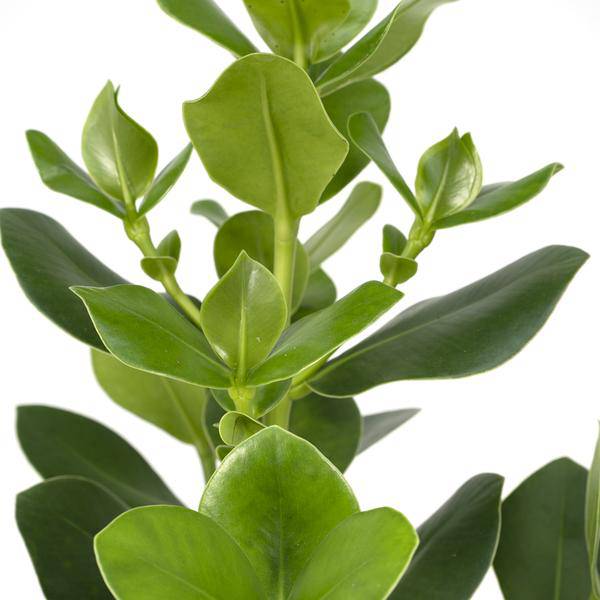 Balsamapfel Clusia Rosea Princess – Zimmerpflanze – Ø17cm – ca. 60cm hoch – Glänzende grüne Blätter – Pflegeleicht & vielseitig 
