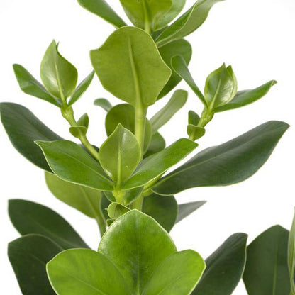 Balsamapfel Clusia Rosea Princess – Zimmerpflanze – Ø17cm – ca. 60cm hoch – Glänzende grüne Blätter – Pflegeleicht & vielseitig 