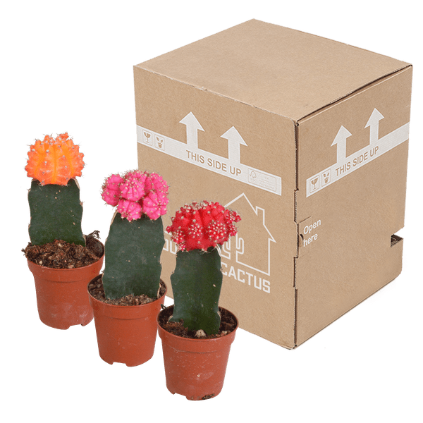 Sukkulenten Mix - Euphorbia meloformis variegata Gymnocalycium - 5.5cm - 3 Stück 