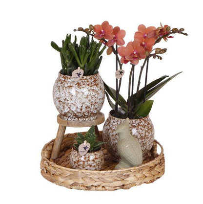 Geschenkset „Untamed Nature“ – Phalaenopsis Orchidee Rot & Sukkulenten – Inkl. 3 Keramik-Ziertöpfe – Pflanzenset mit Dekotieren – Perfekt als Geschenk & Deko-Highlight 