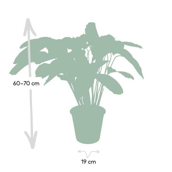 Calathea Flamestar - Pfauenpflanze - Ø19cm - ↕75cm 