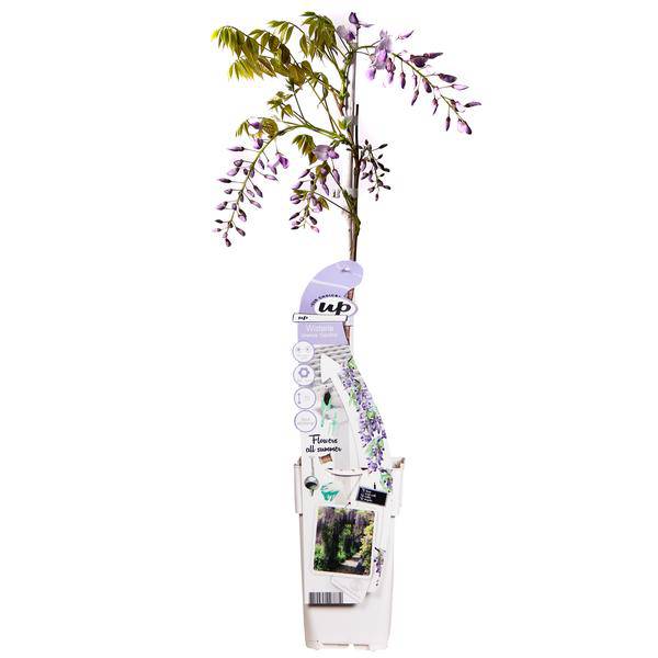 Chinesischer Duft-Blauregen - Wisteria sinensis Caroline - Ø15cm - ↕65cm 