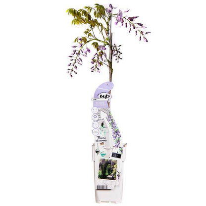 Chinesischer Duft-Blauregen - Wisteria sinensis Caroline - Ø15cm - ↕65cm 