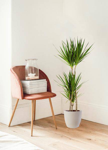 Dracaena Marginata – Drachenbaum – Zimmerpflanze – ca. 95cm hoch – Ø21cm – inkl. nachhaltigem Viber Übertopf Weiß – pflegeleichte tropische Grünpflanze 
