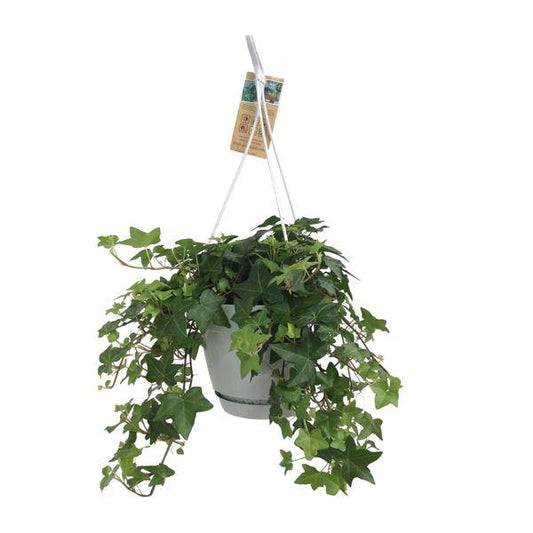 Hedera Helix Grün – Gemeiner Efeu – Zimmerpflanze im Hängetopf – Ø17cm – immergrüne Hänge- und Kletterpflanze für Innen- & Außenbereich 