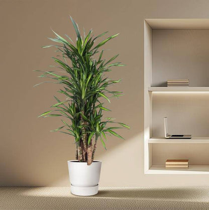 Drachenbaum - Dracaena Riki - Zimmerpflanze - 140cm - ø30cm 