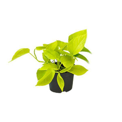 Efeutute Epipremnum Golden Pothos – Ø12cm x H15cm – Herzförmige Blätter mit goldgelber Zeichnung – Pflegeleichte Zimmerpflanze – Für Halbschatten 