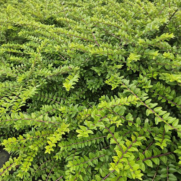Heckenmyrthe Lonicera nit. 'Maigrün' – 6 Pflanzen – Vielseitige Gartenpflanze – ↕10-25cm – Ø9cm – pflegeleicht & schnittverträglich 