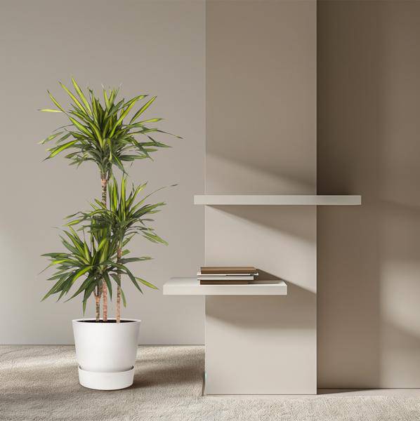 Drachenbaum – Dracaena Riki 140cm – Ø24cm – Zimmerpflanze mit grün gestreiften Blättern – Elegante pflegeleichte Dekopflanze für Wohnzimmer, Büro & Wintergarten 