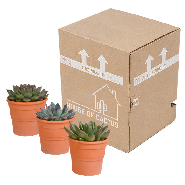 Steinrose - Echeveria - Mix  10,5 cm - 3 Stück - Zimmerpflanze - im Terrakotta-Topf 