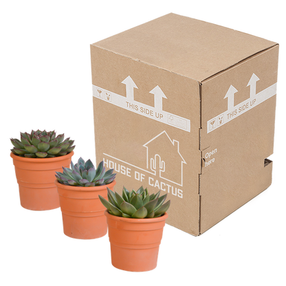 Steinrose - Echeveria - Mix  10,5 cm - 3 Stück - Zimmerpflanze - im Terrakotta-Topf 