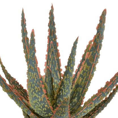 Sukkulente - Aloe Zebrina Dannyz - 10,5cm - Zimmerpflanze - im Terrakotta-Topf 