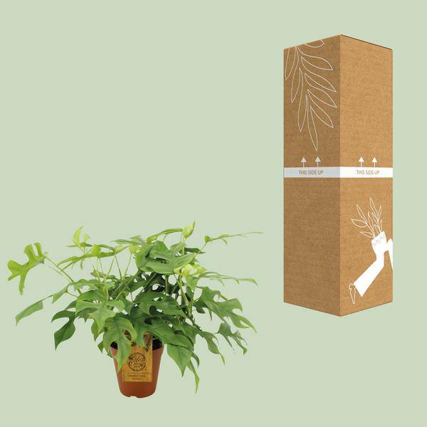 Fensterblatt Monstera Minima – Zimmerpflanze – Ø15cm – 40 cm hoch – Halbschatten – Pflegeleicht – Gefensterte Blätter 