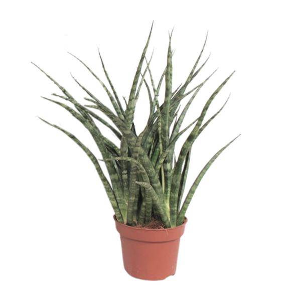 Bogenhanf - Sansevieria Fernwood Punk - Zimmerpflanze - Ø12cm - ↕35cm 