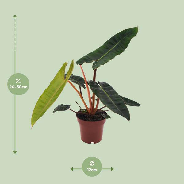 Baumfreund - Philodendron Billietiae - Zimmerpflanze - Ø12cm - ↕25cm 