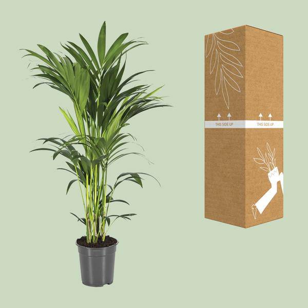 Kentiapalme - Howea Forsteriana - Zimmerpflanze - Ø21cm - ↕110cm 