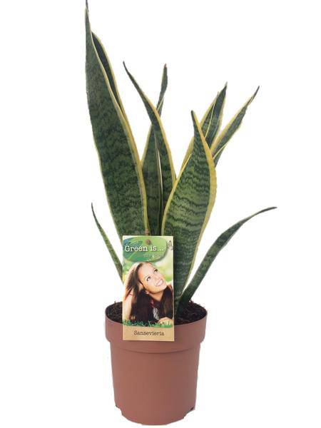Bogenhanf - Sansevieria Laurentii - Zimmerpflanze - Ø14cm - ↕50cm 