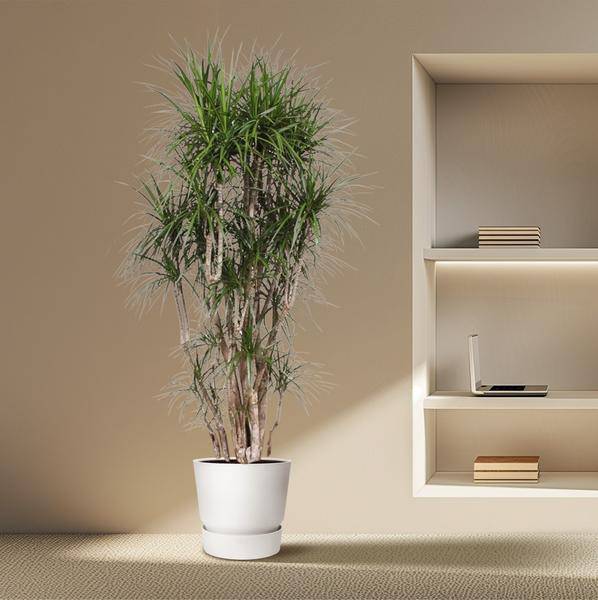 Drachenbaum - Dracaena Marginata - 220cm - ø40cm 