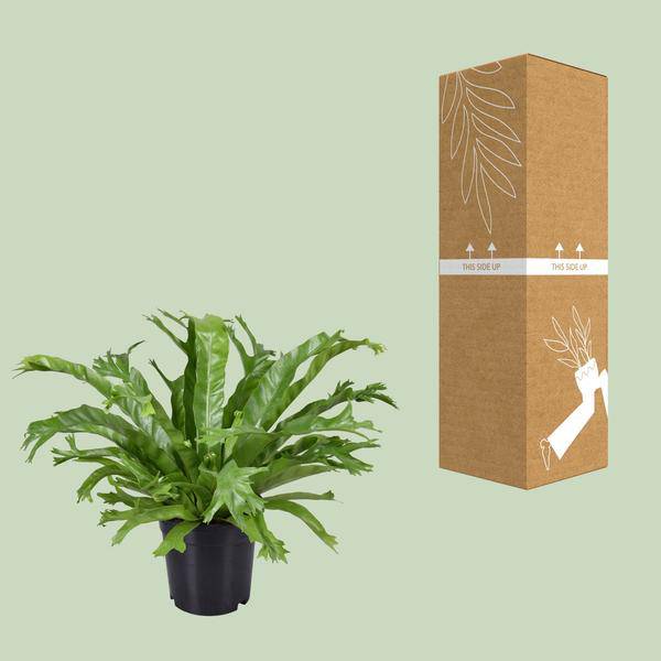 Nestfarn - Asplenium Nidus Crissie - Zimmerpflanze - Ø17cm - ↕40cm 