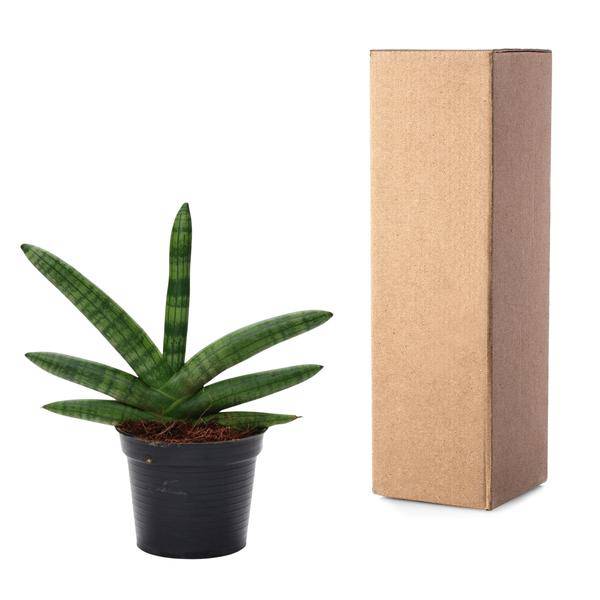 Sansevieria Skyline – Bogenhanf – Zimmerpflanze – Höhe ca. 25cm – ø10,5cm – Pflegeleichte Grünpflanze für Innenräume – Luftreinigende Pflanze für Wohnzimmer, Büro & Schlafzimmer 
