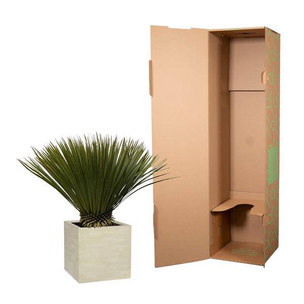Palmlilie – Yucca Rostrata – Zimmerpflanze 80cm – Ø30cm – Exotische Wüstenpflanze mit blaugrauen Blättern – Pflegeleichte Kübelpflanze für Wohnzimmer, Terrasse & Wintergarten 