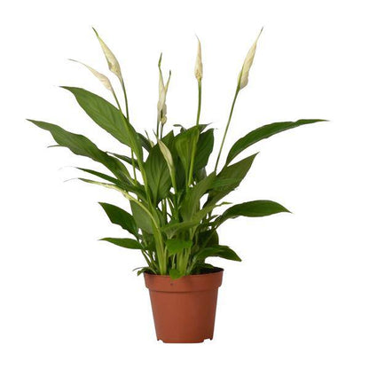 Einblatt – Spathiphyllum Bingo Cupido – Zimmerpflanze – Ø12 cm Topf – ca. 45 cm hoch – Luftreinigend – Weiße Blüten – Pflegeleicht & Tropisch 