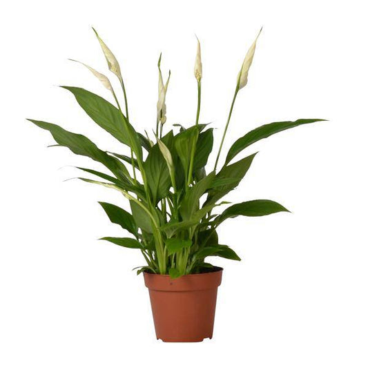 Einblatt – Spathiphyllum Bingo Cupido – Zimmerpflanze – Ø12 cm Topf – ca. 45 cm hoch – Luftreinigend – Weiße Blüten – Pflegeleicht & Tropisch 