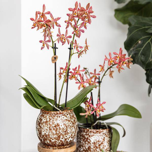 Safari Topf – Dekorativer Keramiktopf – Handgefertigter Blumentopf – Stilvolles Pflanzgefäß für Zimmerpflanzen – Ø12cm 
