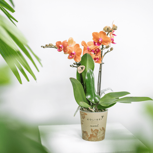 Phalaenopsis Orchidee „Mineral Bolzano“ – Orange – Ø9cm – Blühende Zimmerpflanze mit 2–3 Zweigen – Leuchtender Farbakzent 