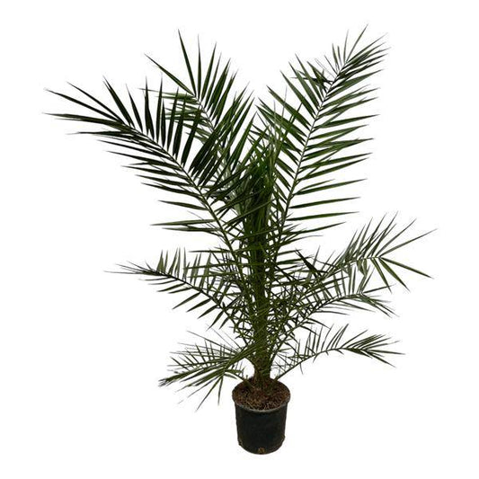 Phoenix Canariensis Kanarische Dattelpalme – Zimmerpflanze – Palme für drinnen & draußen – Höhe 160cm – Ø22cm 
