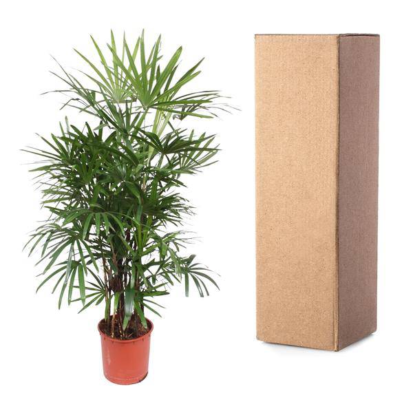 Steckenpalme – Rhapis Excelsa – Zimmerpflanze 190cm – Ø34cm – Pflegeleichte Damenpalme für Wohnzimmer, Büro & Wintergarten – Luftreinigende Palme 