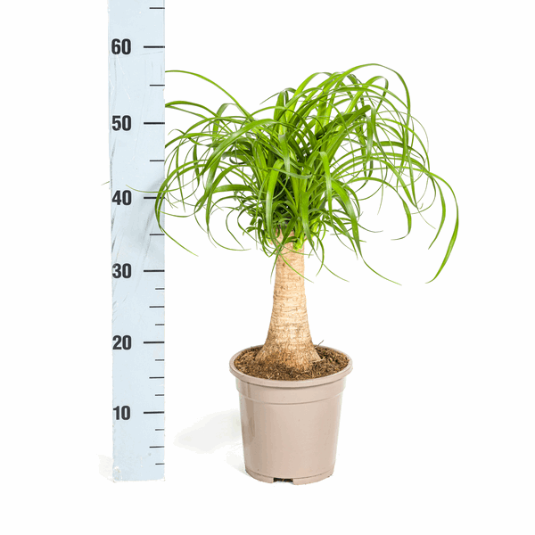 Beaucarnea Recurvata – Elefantenfuß – Zimmerpflanze – Ø17cm – ↕40-60cm – Pflegeleicht & dekorativ 