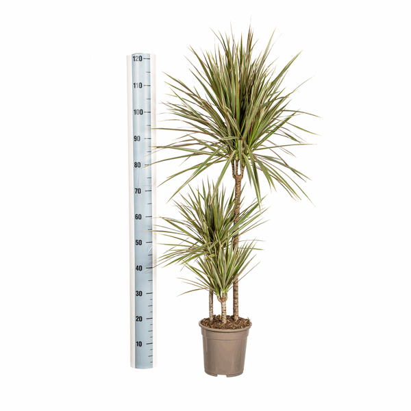 Dracaena Marginata Bicolor – Drachenbaum – Ø21cm – ↕110-130cm – Elegante Zimmerpflanze mit zweifarbigen Blättern – Pflegeleicht & luftreinigend 