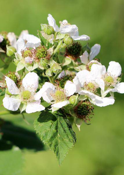Himbeere Rubus idaeus 'Malling Promise' – Selbstbestäubende Sommer-Himbeere – 100% biologisch – Ø13cm – ca. 45cm Höhe – Leckere rote Früchte 