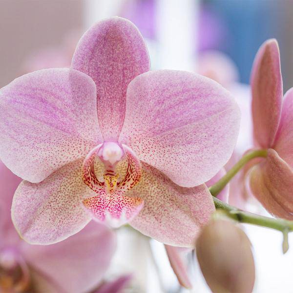 Überraschungsbox mit 4 verschiedenen Kolibri Orchideen – 12cm – Zimmerpflanzen-Set – Frisch vom Bauern – Perfekt als Geschenk oder für Orchideenfans 