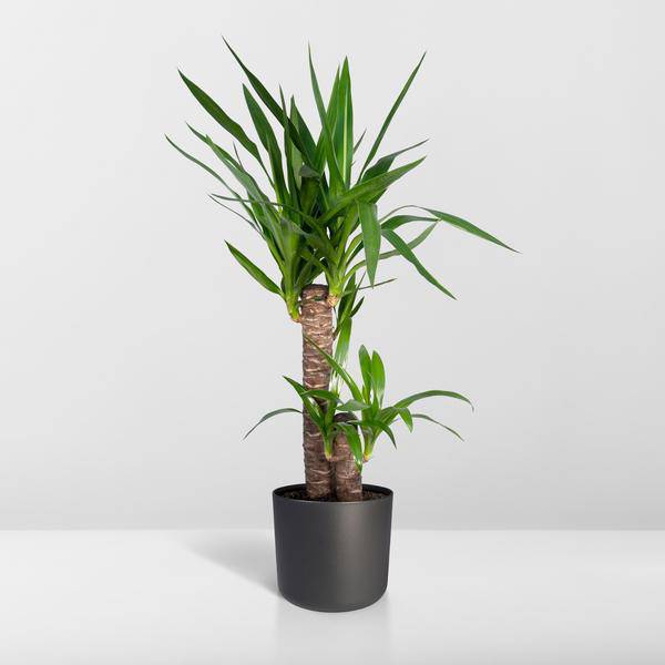 Palmlilie (Yucca Elephantipes) – Zimmerpflanze – Ø17cm Topf – ↕85cm – Sonnenliebende Yucca – Pflegeleicht & Trockenheitsresistent – Tropisches Flair für Innenräume 