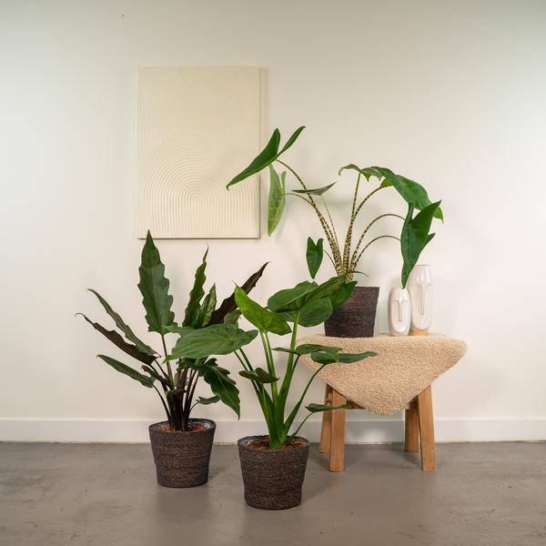 Alocasia Zebrina - Ø19cm - ↕75cm + Alocasia Cucullata - Ø19cm - ↕60cm + Alocasia Lauterbachiana - Ø19cm - ↕75cm 
