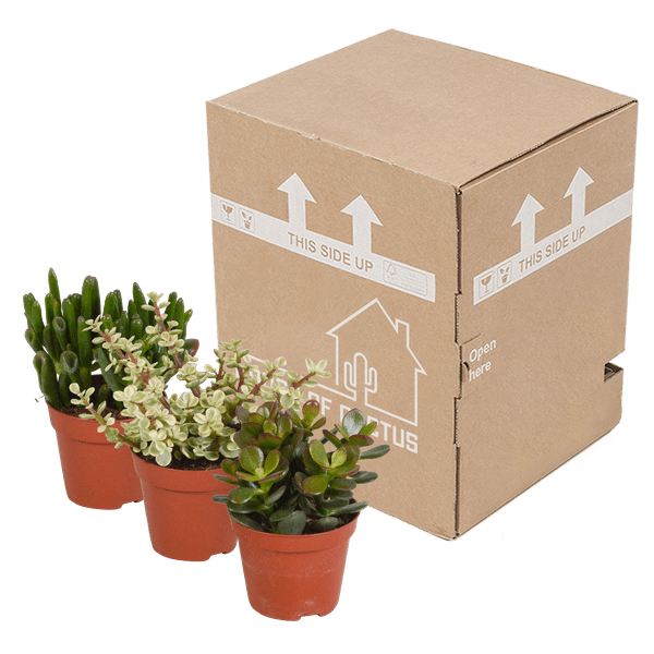 Dickblatt - Crassula - Mix - Zimmerpflanze - 8,5 cm - 3 Stück 