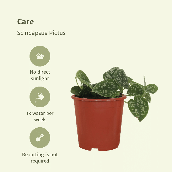 Efeutute - Scindapsus Pictus Epipremnum - 15cm - ø12cm - 2 Stück 
