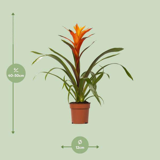 Bromelie - Guzmania Variada - Zimmerpflanze - Ø12cm - ↕50cm 