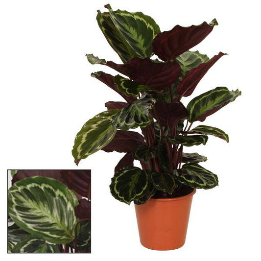 Korbmarante Calathea Medaillon – Zimmerpflanze – Ø19 cm Topf – Ca. 75 cm hoch – Exotisches Blattmuster mit rot-violetter Blattunterseite – Pflegeleicht & dekorativ 