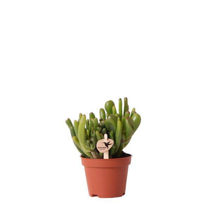 Sukkulente - Crassula Hobbit - Ø6cm - Zimmerpflanze 