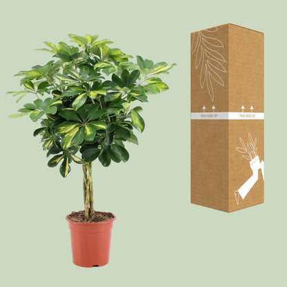 Strahlenaralie - Schefflera Arboricola Gold Capella - Zimmerpflanze - Ø19cm - ↕75cm 